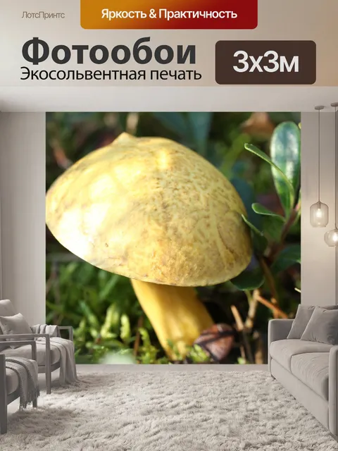 Фотообои Малый коричневый лесных грибов