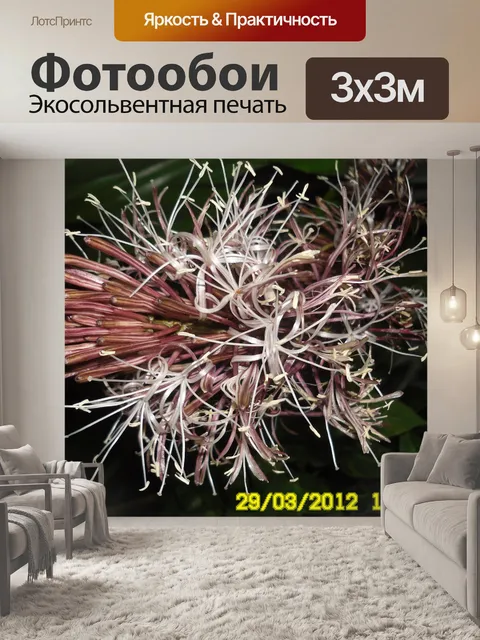 Фотообои Экзотические цветы
