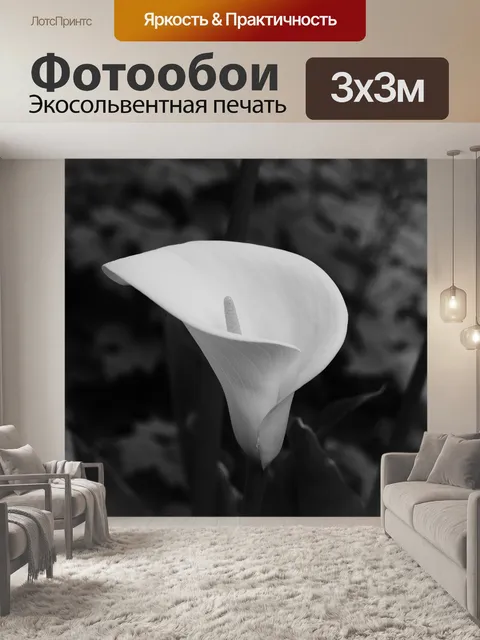 Фотообои Арум, белый цветок