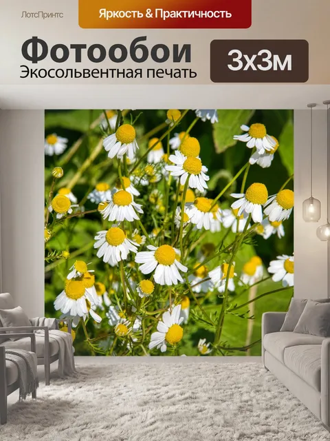 Фотообои Настоящая ромашка