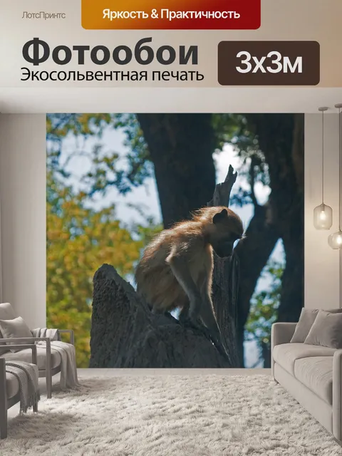Фотообои молодой бабуин, сидящий на муравейнике
