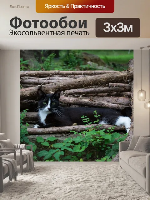 Фотообои Кошка
