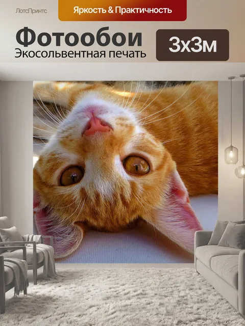 Фотообои Кот