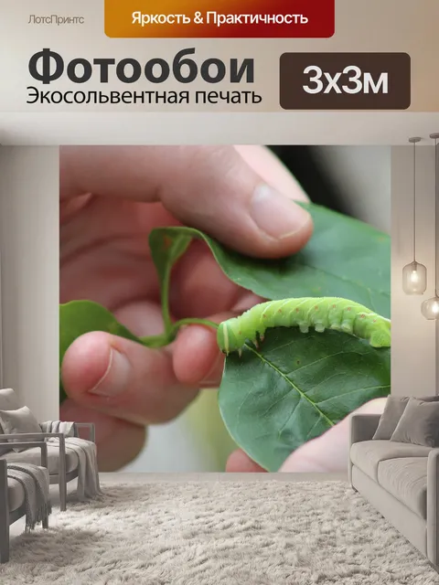 Фотообои Волнистая сфинксная гусеница на листьях