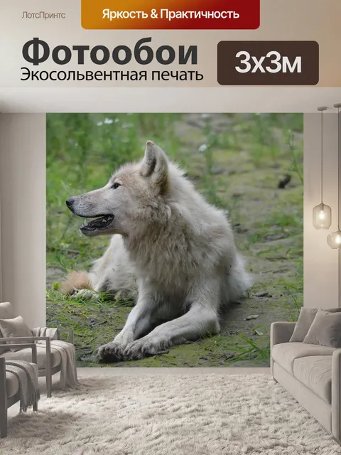 Фотообои Волк