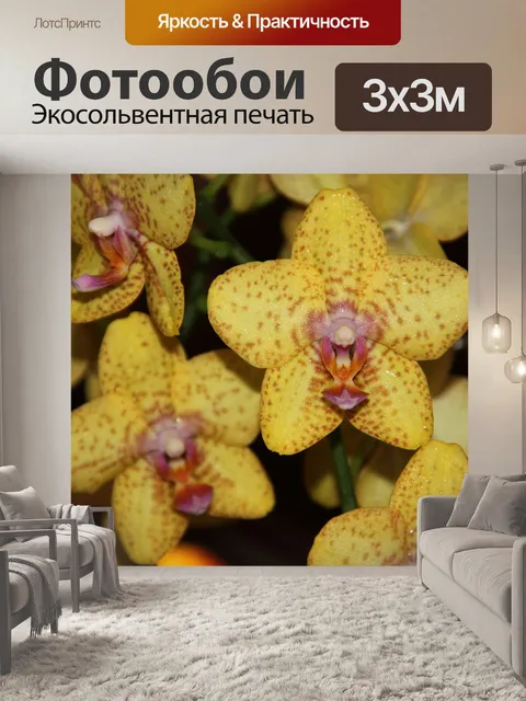 Фотообои Орхидея