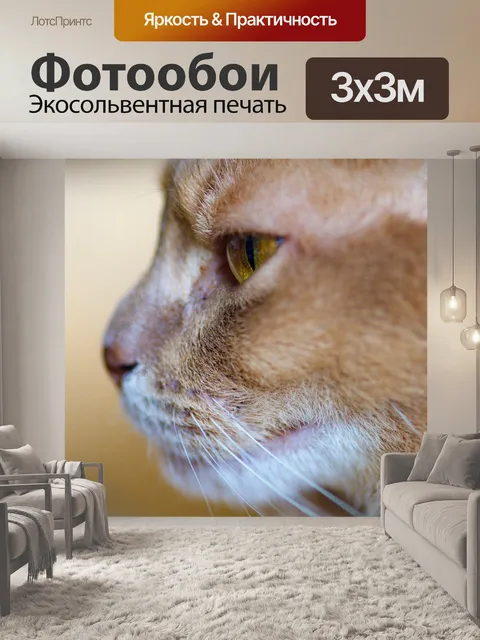 Фотообои Кот