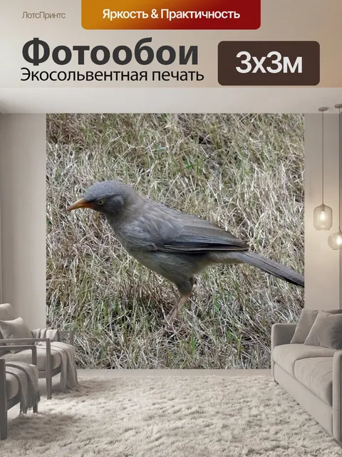 Фотообои Болтун из джунглей