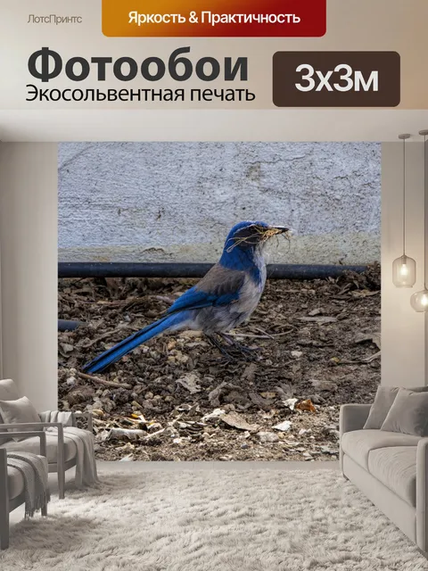 Фотообои Голубая сойка