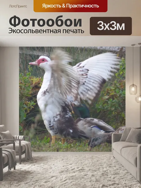 Фотообои Мускусная утка