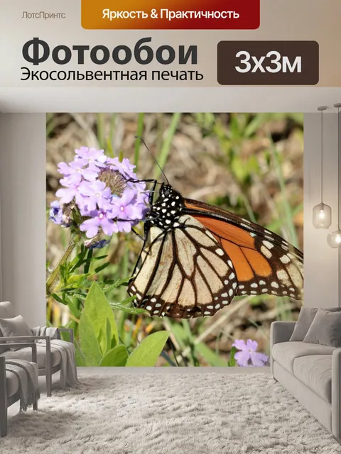 Фотообои Монарх Баттерфляй на Уайлдфлауэр