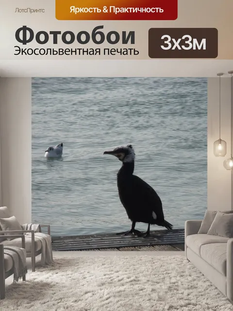 Фотообои Большой баклан