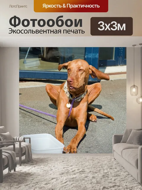 Фотообои Смешные собаки