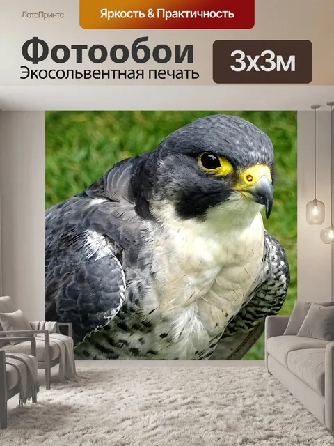 Фотообои Домашнее животное Сокол Птица