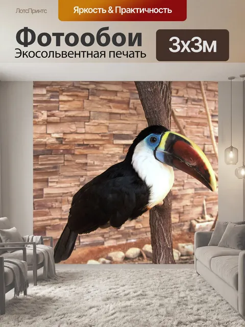 Фотообои Тукан