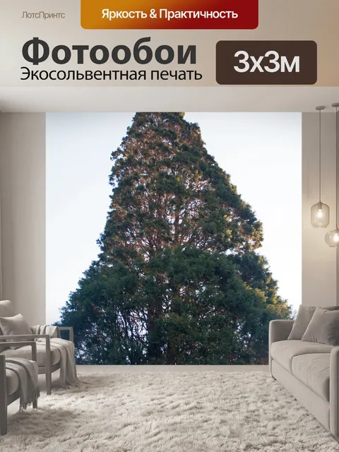 Фотообои Верхняя часть хвойных пород в солнечном