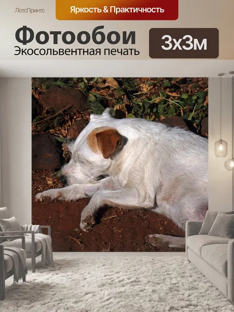 Фотообои Парсонс Джек Рассел, с закрытыми глазами