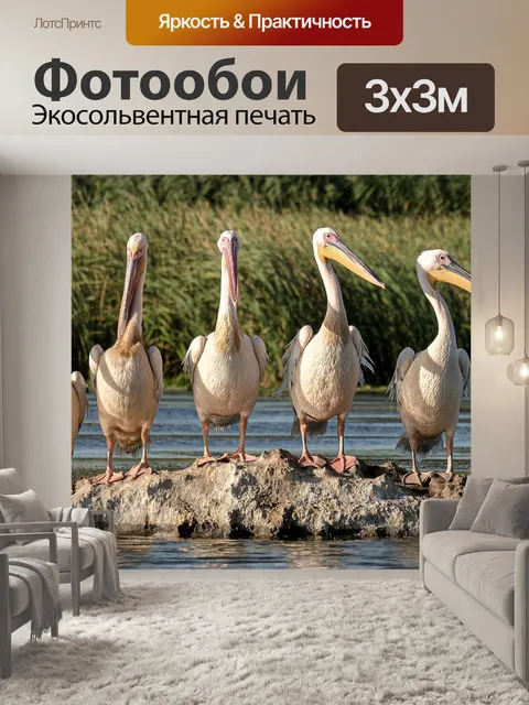 Фотообои Большие белые пеликаны