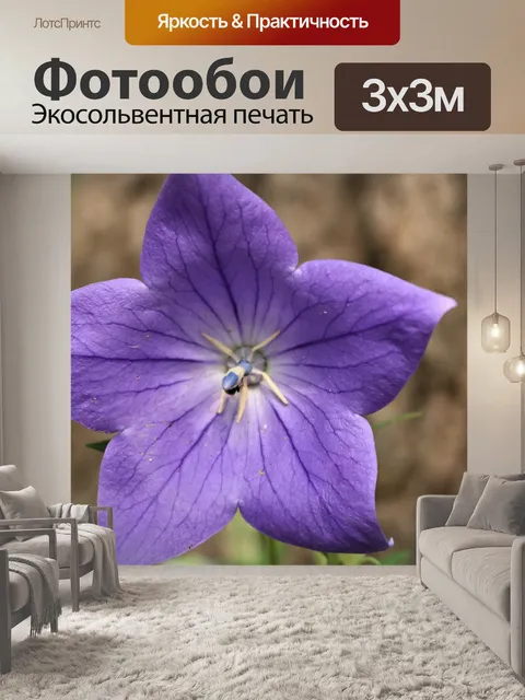 Фотообои Фиолетовый воздушный шар цветок крупным