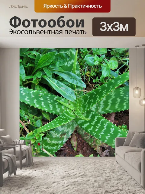 Фотообои Алоэ Вера