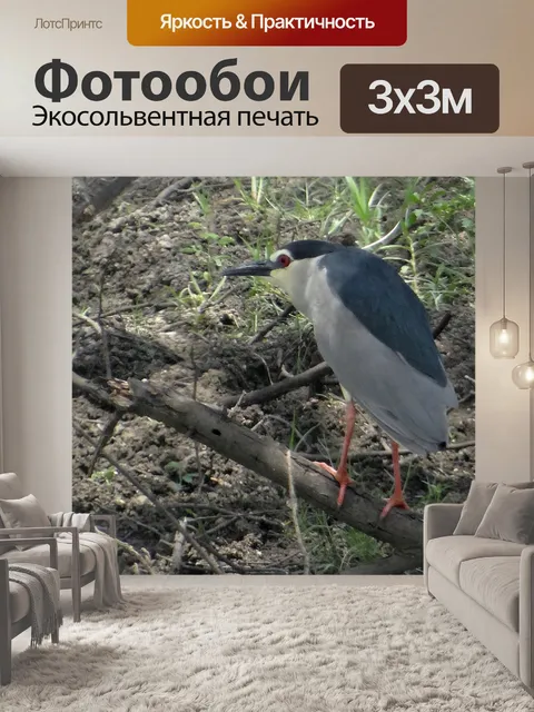 Фотообои Ночная цапля с черной короной