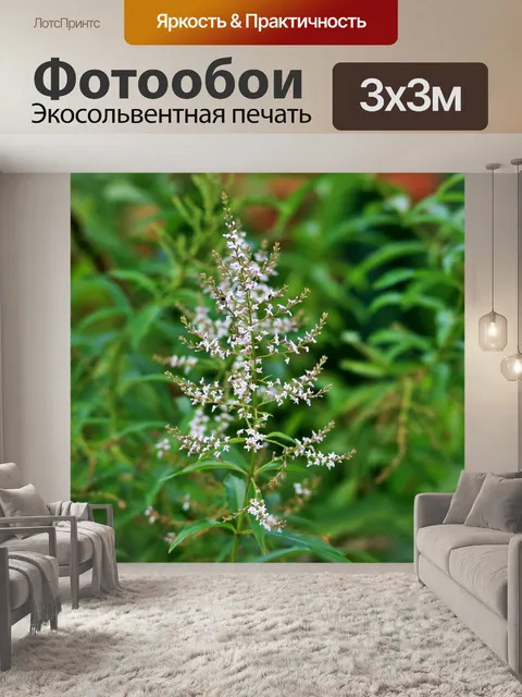 Фотообои вербена лимонная цветок веточка