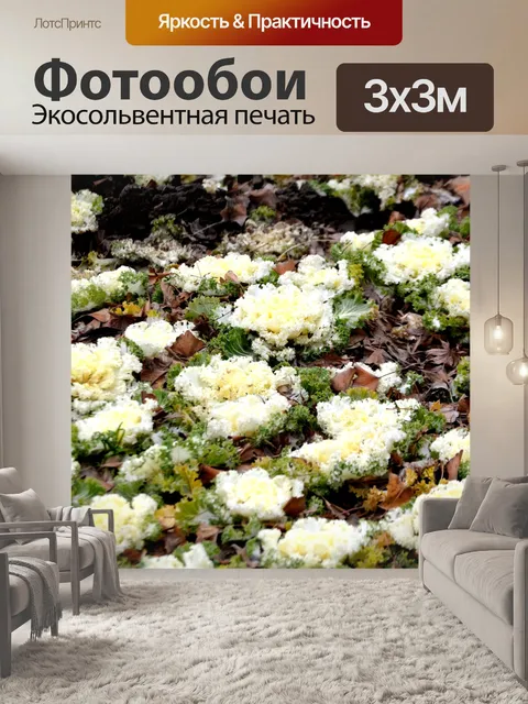Фотообои Декоративная капуста 3