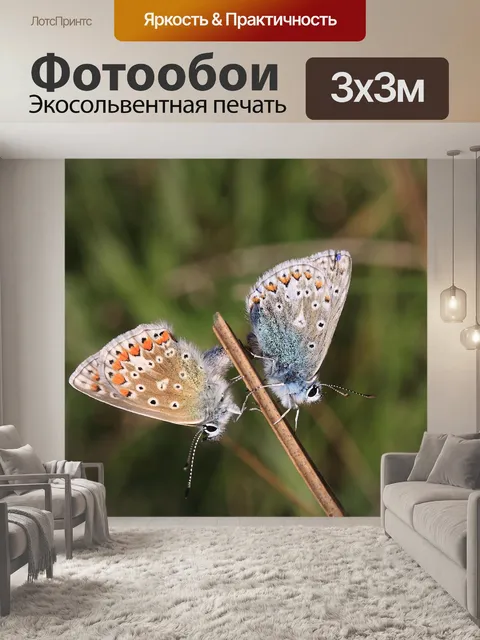 Фотообои Обыкновенный синий