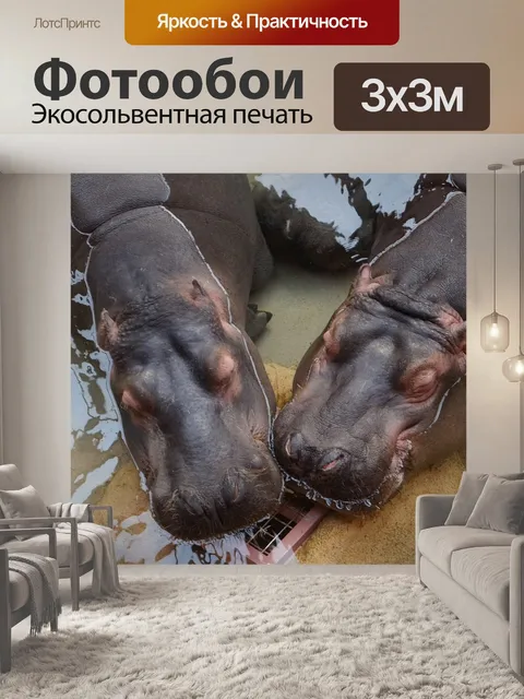 Фотообои Бегемоты