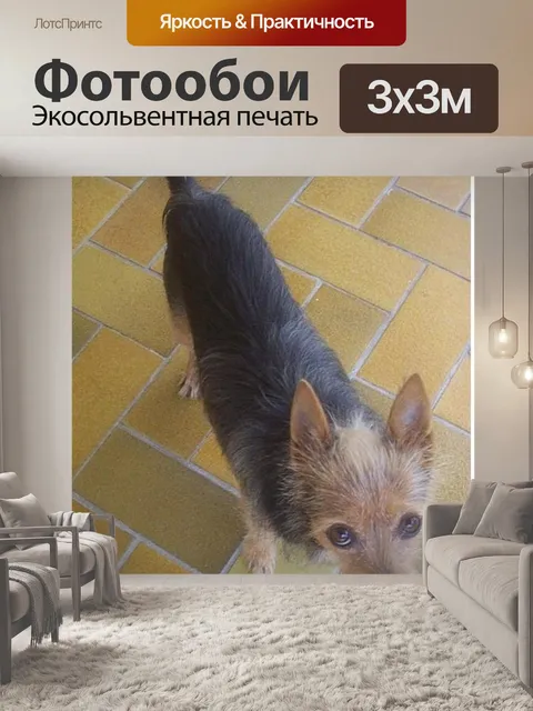 Фотообои Собачкой