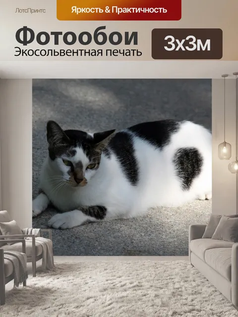 Фотообои белый и серый кот под солнцем
