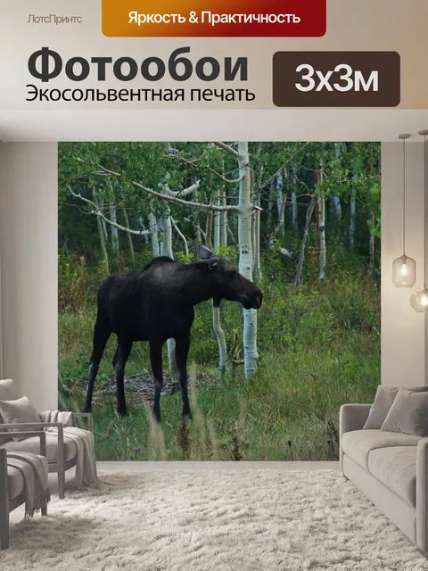 Фотообои Лось