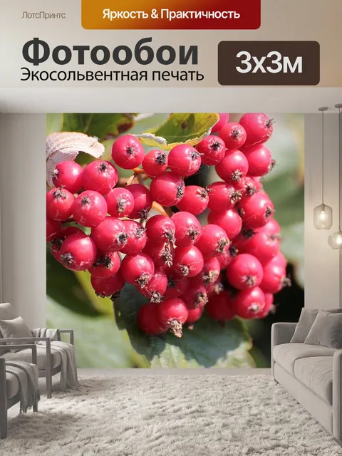 Фотообои Рябина