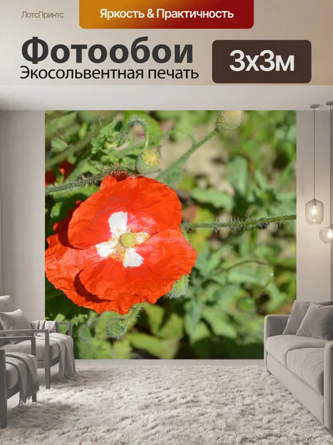 Фотообои Красный мак