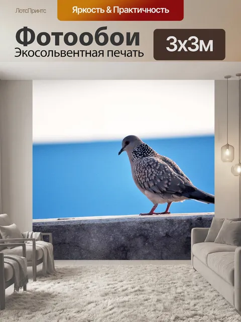 Фотообои Пятнистый голубь 9