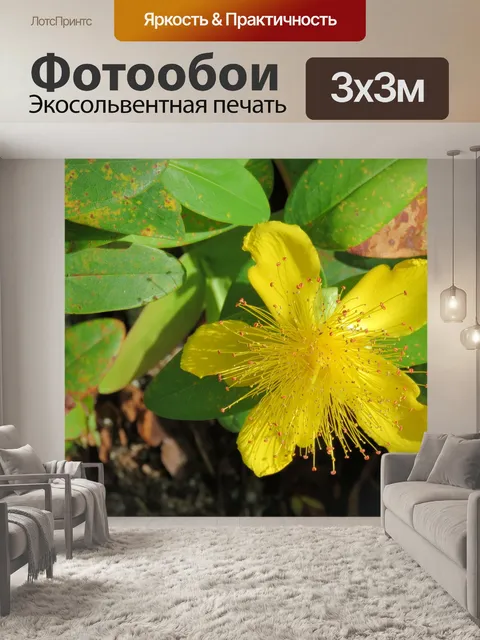 Фотообои желтый цветок