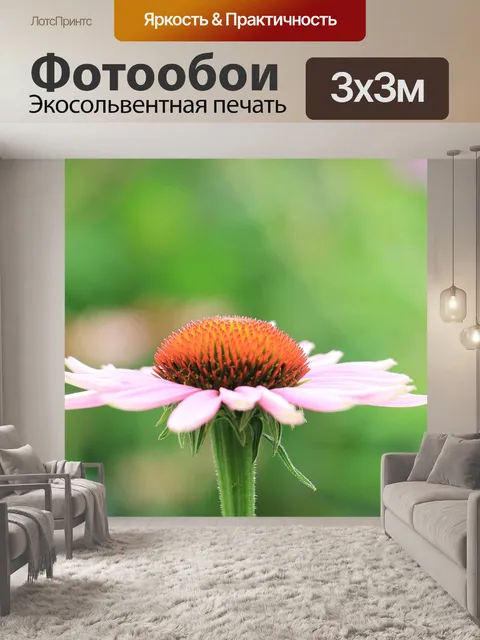 Фотообои Эхинацеи