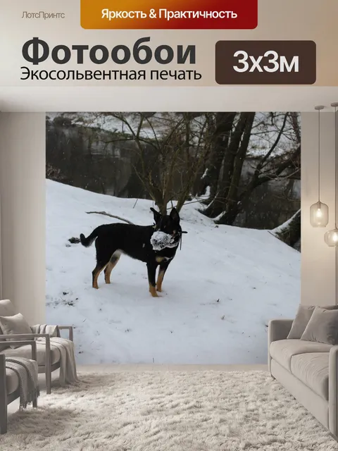 Фотообои Собака, зима