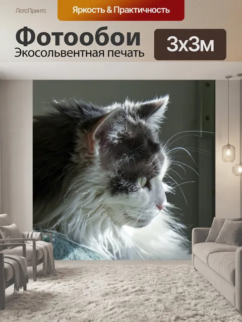 Фотообои Длинношерстная кошка у окна