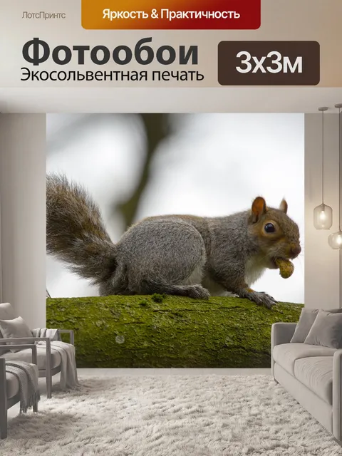 Фотообои Серые Белки Sciurus carolinensis