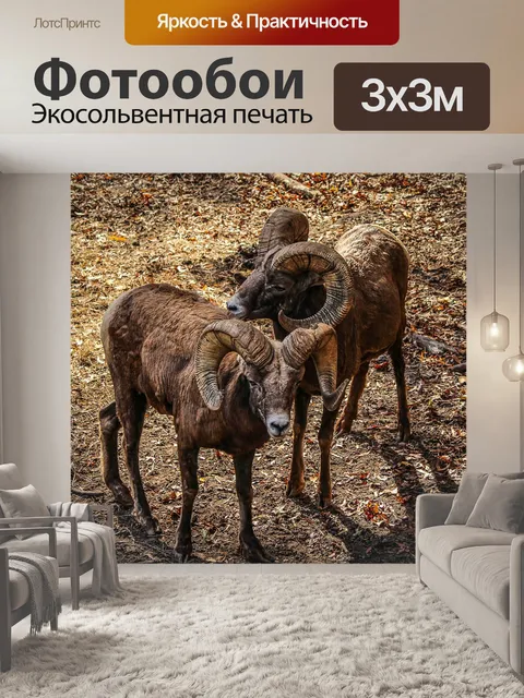Фотообои Снежный баран