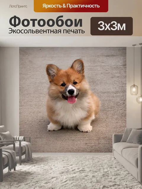 Фотообои Вельш корги