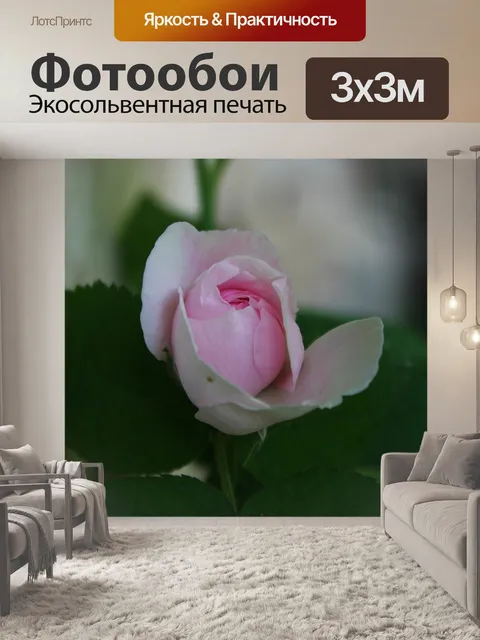 Фотообои Роза