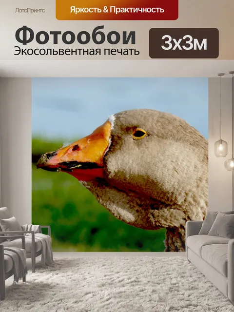 Фотообои Крупным планом Goose руководителя