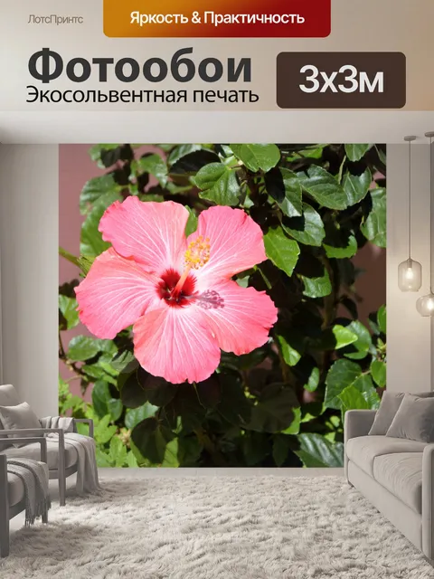 Фотообои Розовый цветок гибискуса