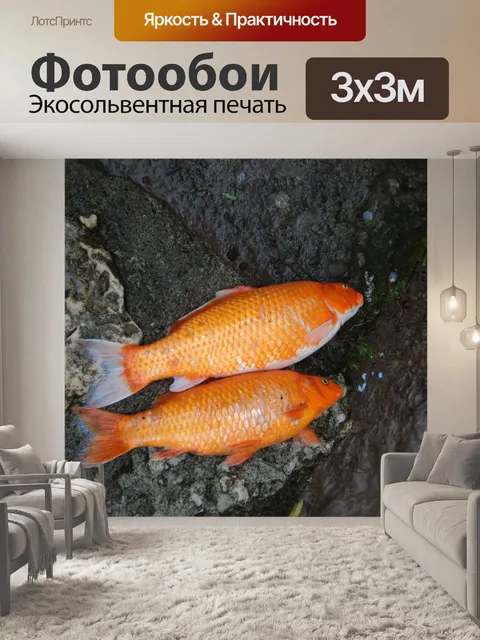 Фотообои Koi Fish