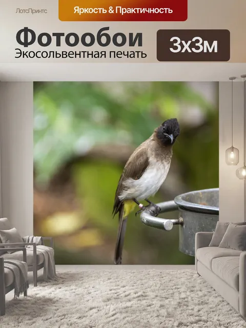 Фотообои белый вентилируемый бюльбюль
