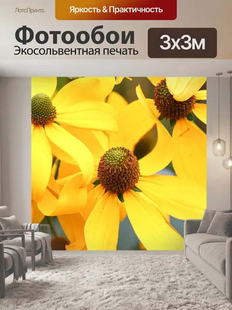 Фотообои Эхинацеи