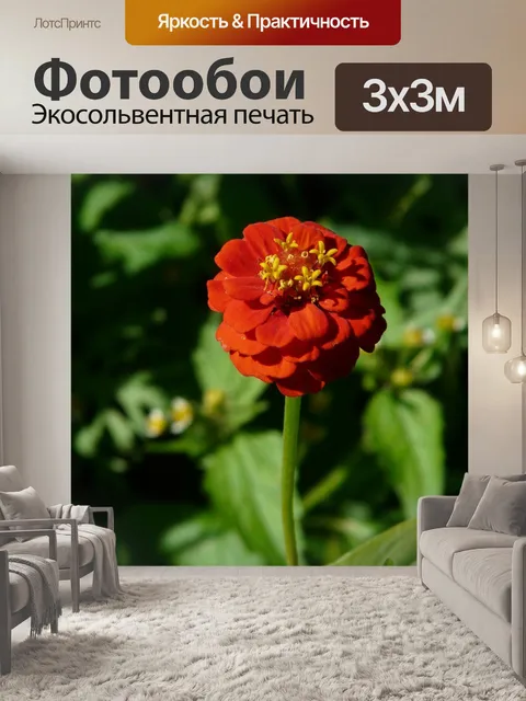 Фотообои Цинния