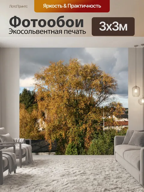 Фотообои Береза